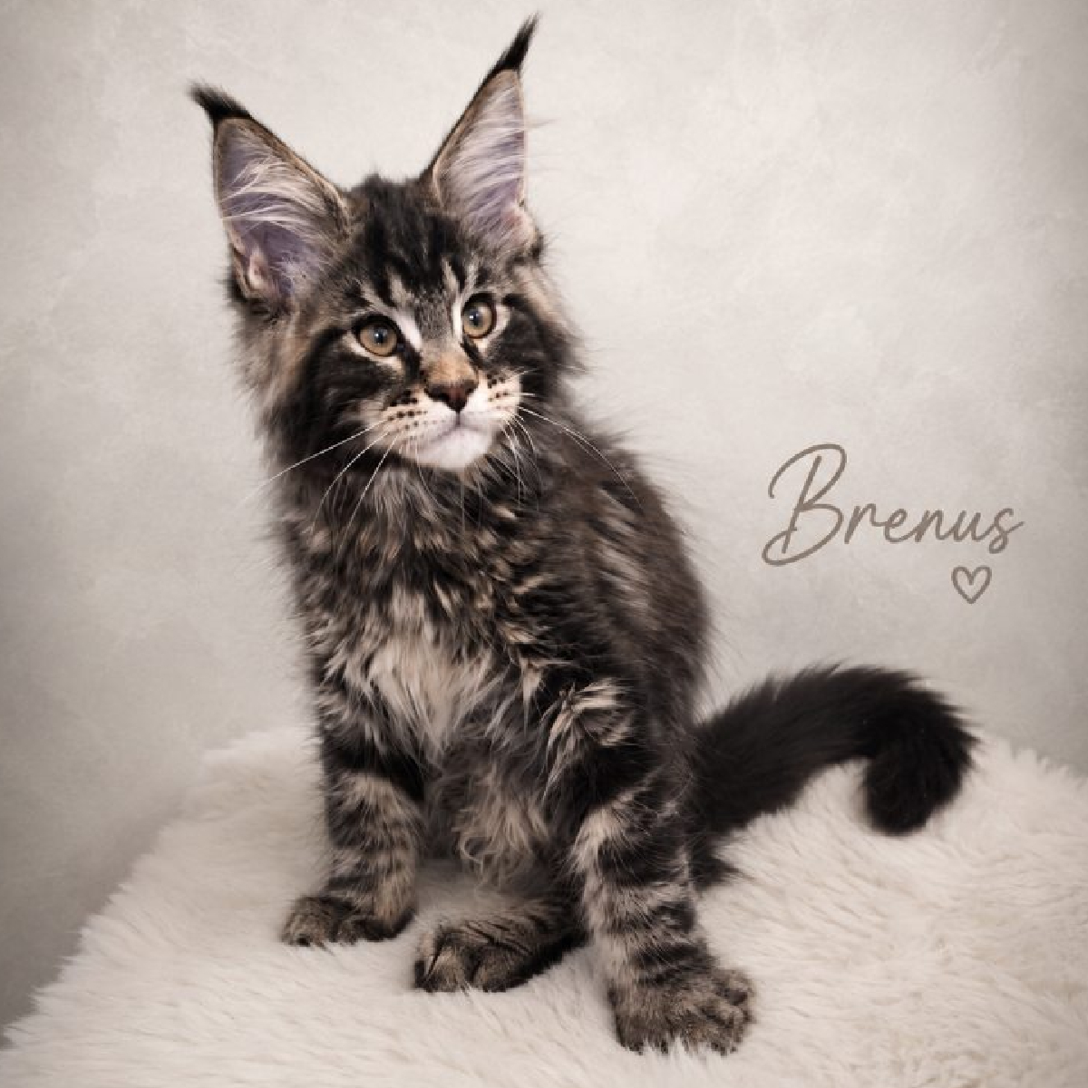 Evolution de Brenus, chaton Maine Coon black silver blotched tabby.