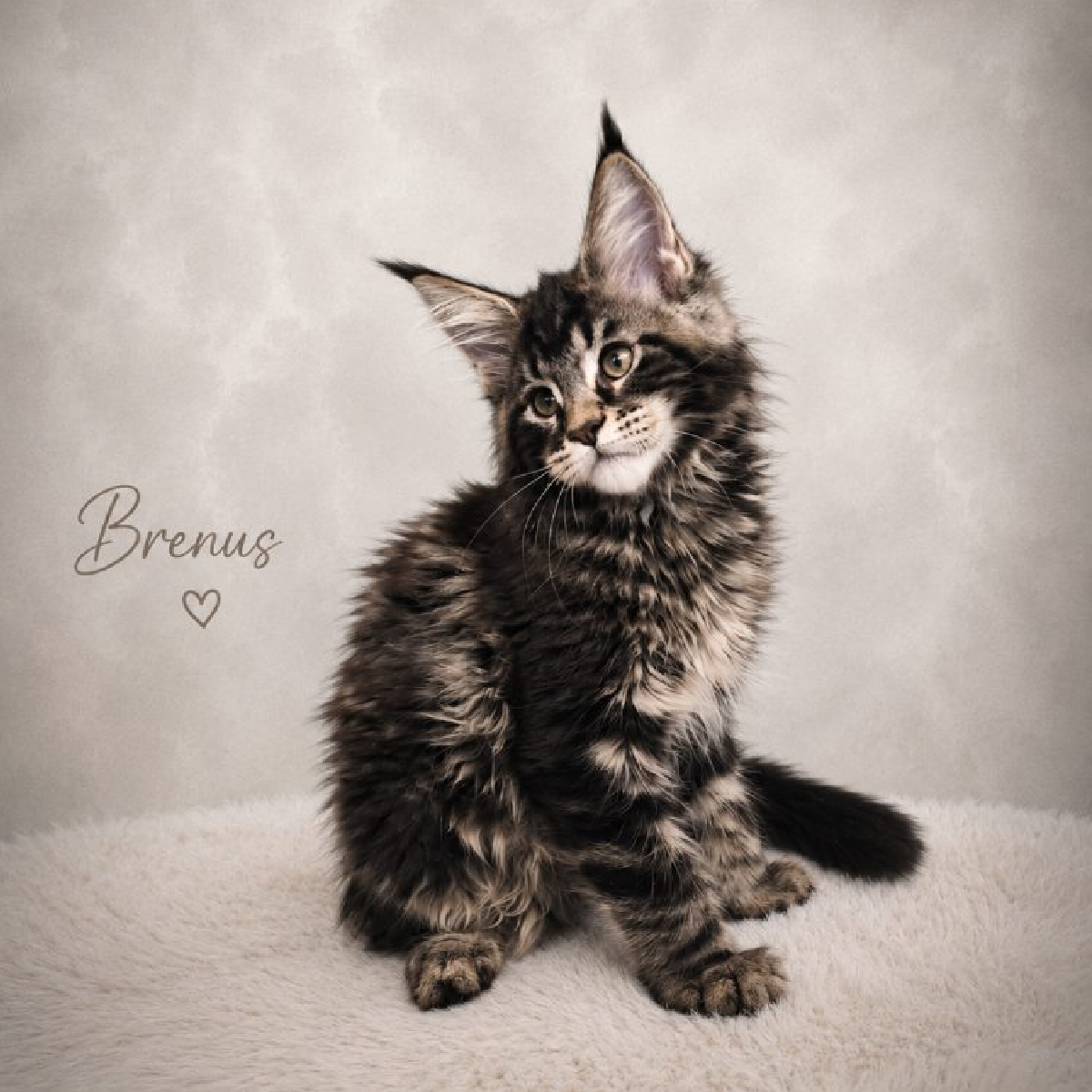 Portrait de Brenus, chaton Maine Coon mâle black silver blotched tabby.