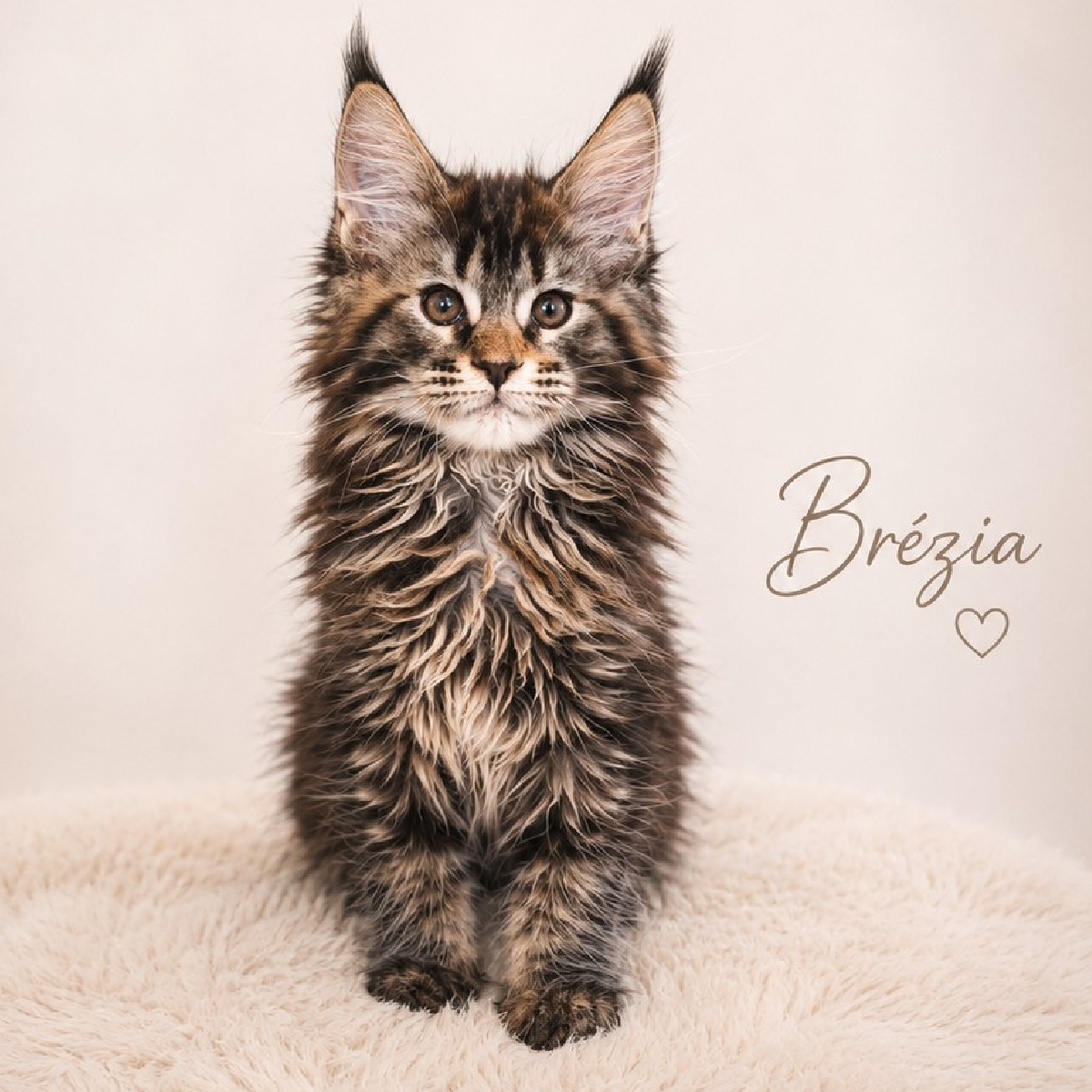 Chaton Maine Coon femelle black tortie âgée de 2 mois à la chatterie Ogador.