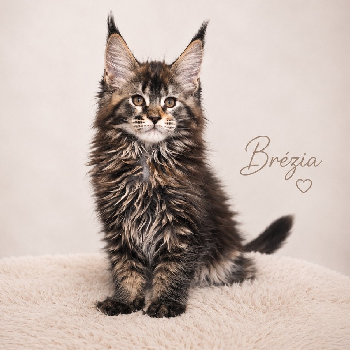 Jeune femelle Maine Coon black tortie en pleine évolution à l'âge de 2 mois.