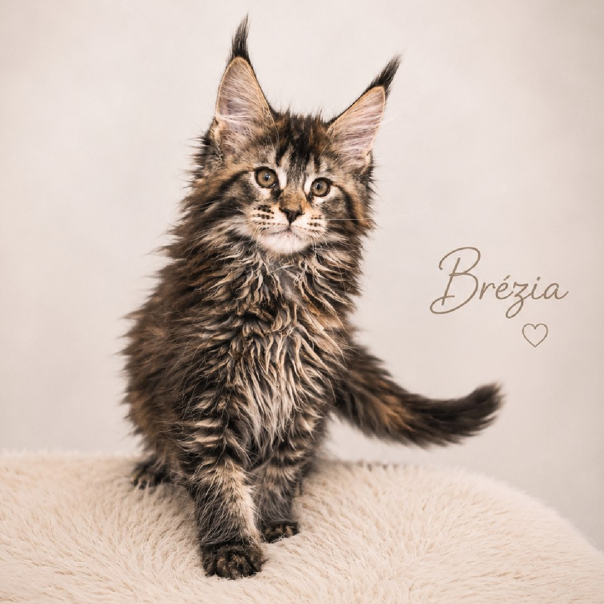 Evolution d'une femelle Maine Coon black tortie à la chatterie Ogador.