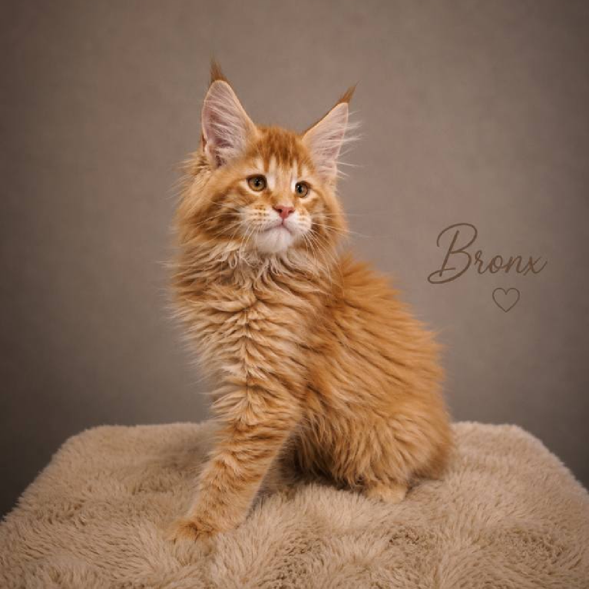 Chaton Maine Coon mâle roux âgé de 2 mois à la chatterie Ogador.