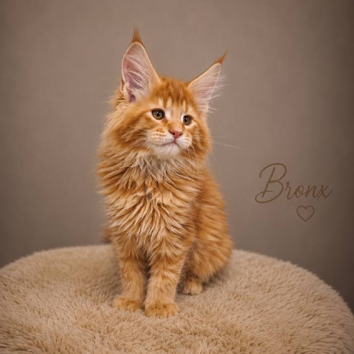Jeune mâle Maine Coon roux en pleine évolution à l'âge de 2 mois.