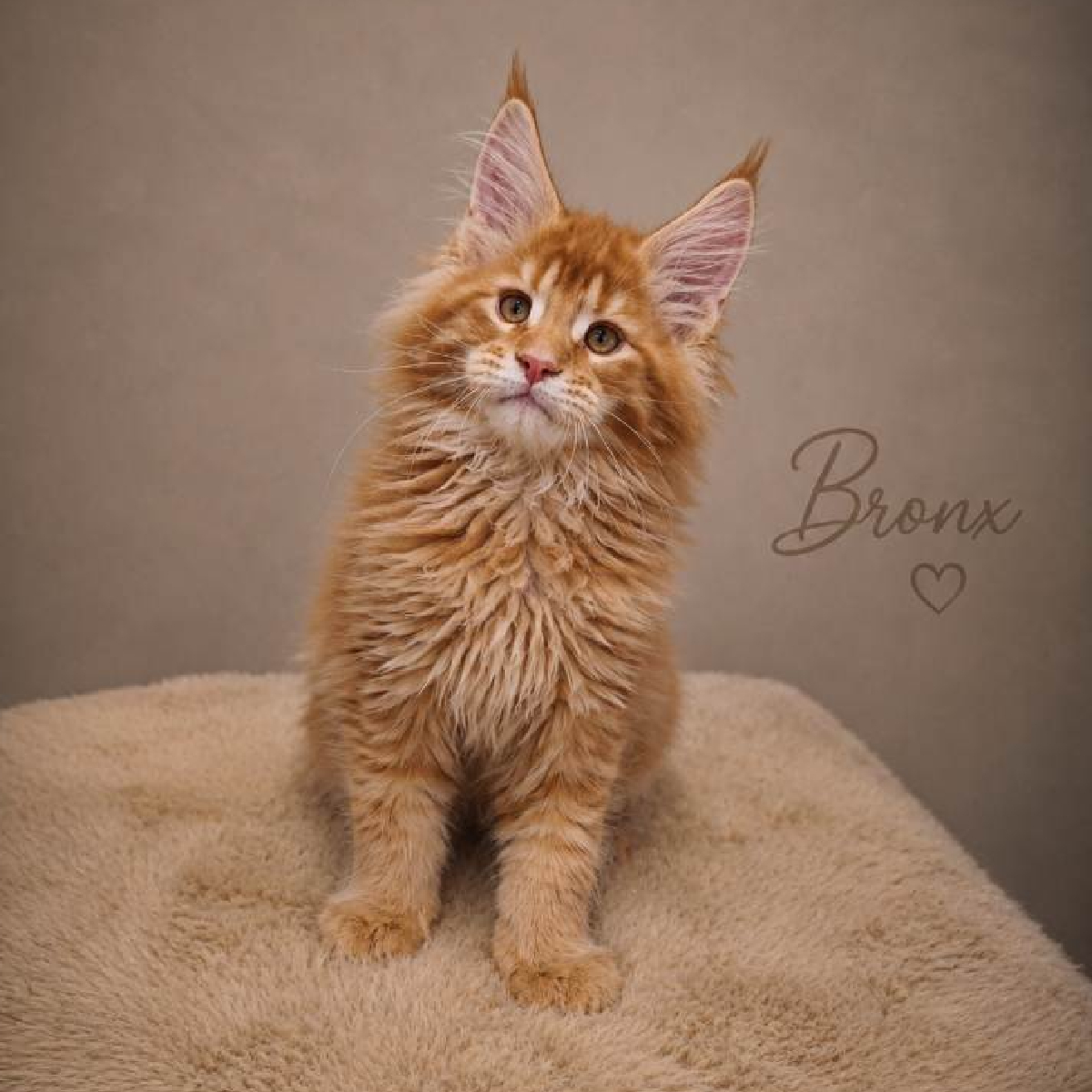 Evolution d'un chaton Maine Coon mâle roux.