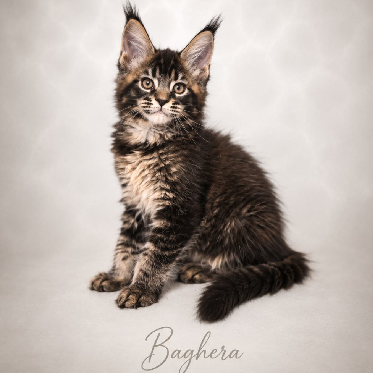 Baghera chaton Maine Coon Femelle Brown blotched tabby