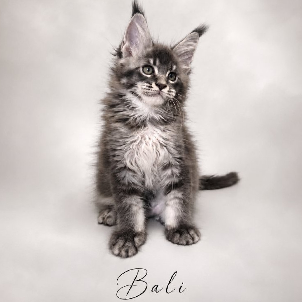 Bali chaton Maine Coon Mâle Bleu Silver