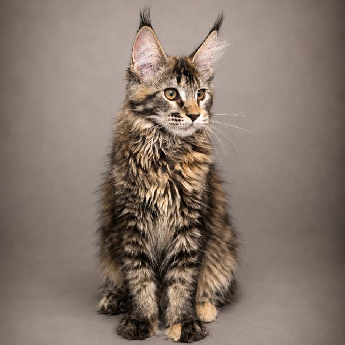 Brézia, chaton Maine Coon femelle black tortie de 3 mois et demi.