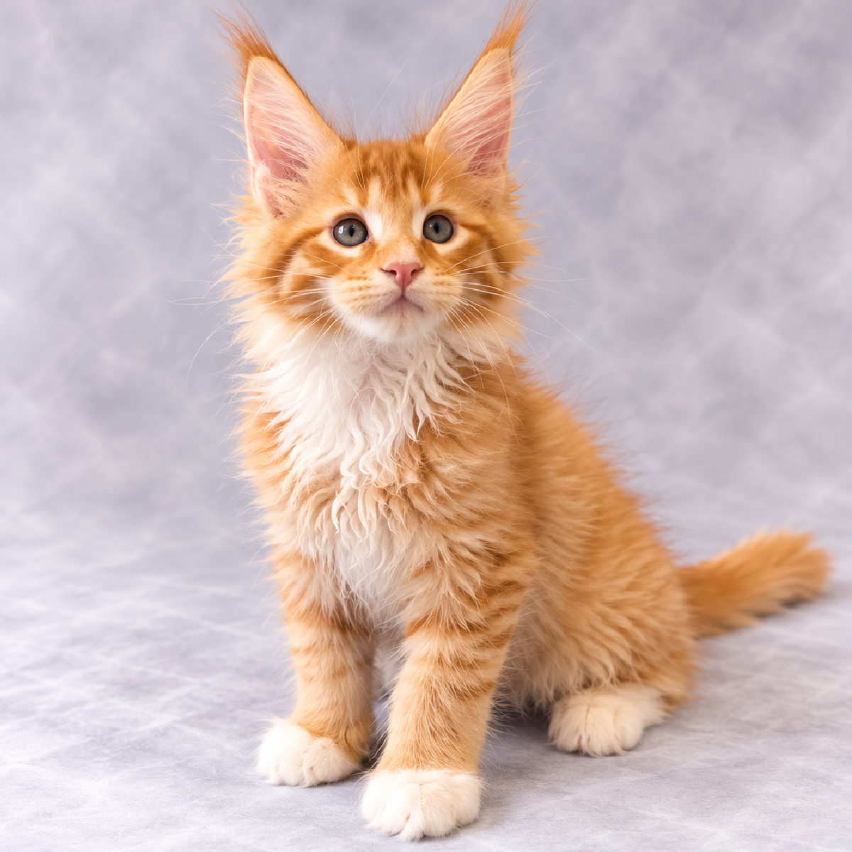 Bairliose chaton Maine Coon Mâle Roux et Blanc