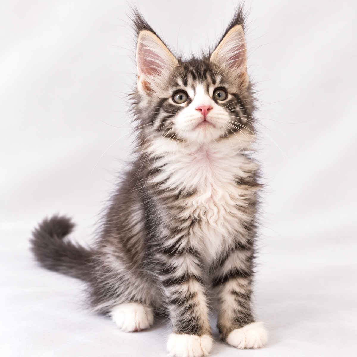 Balder chaton Maine Coon Mâle Black silver blotched tabby et Blanc