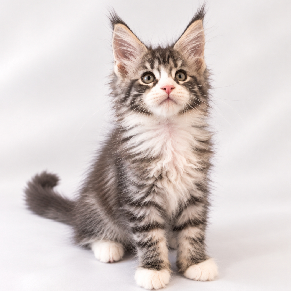 Jeune Balder, Maine Coon black silver blotched tabby et blanc