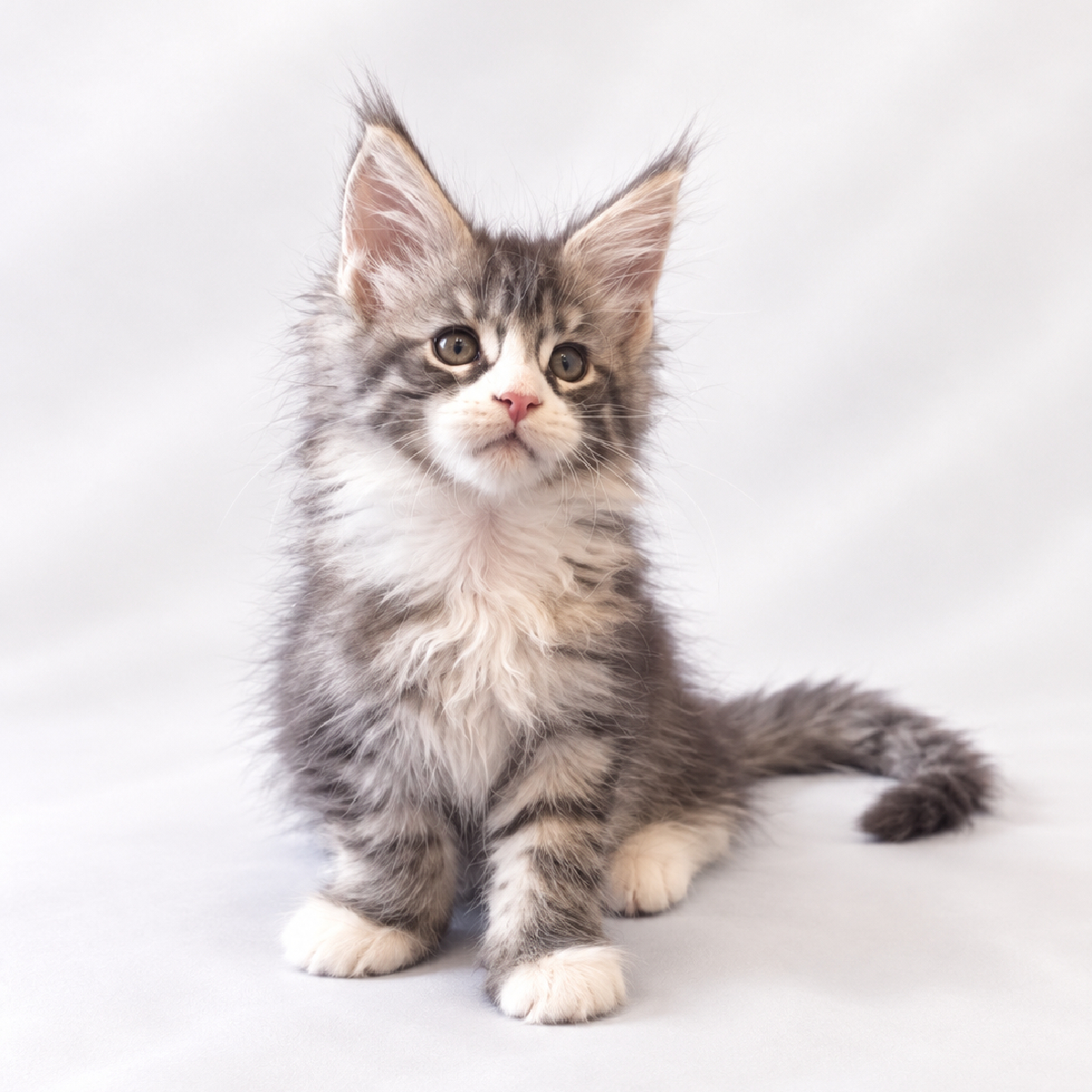 Portrait de Balder, chaton Maine Coon mâle black silver et blanc