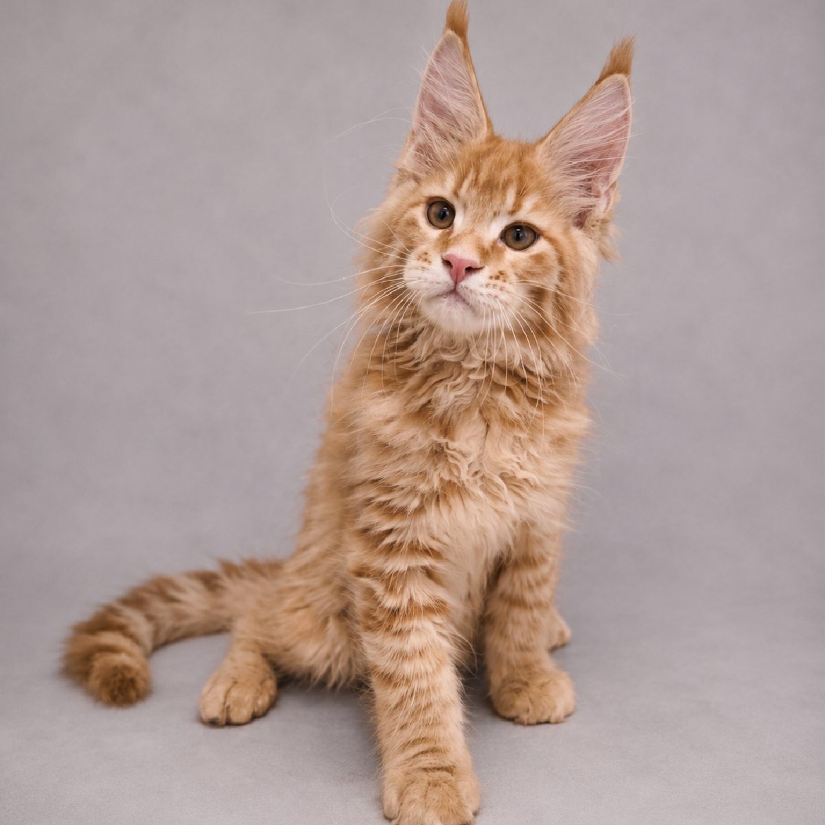 Baloo, chaton Maine Coon mâle red smoke, 2 mois et 3 semaines, Chatterie Ogador