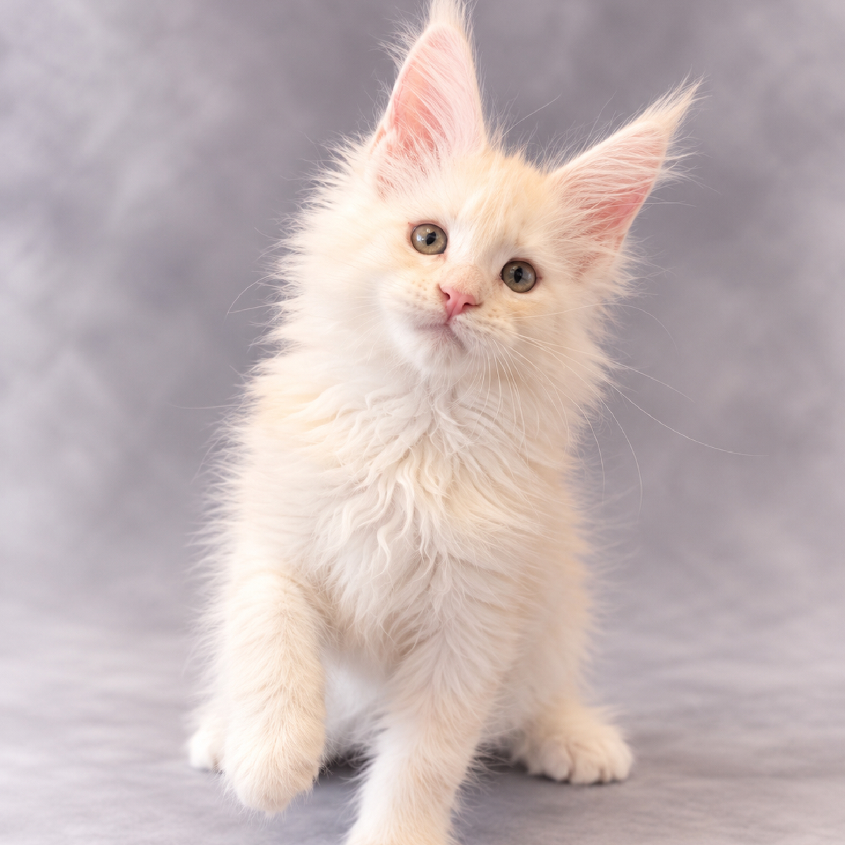 Bambi chaton Maine Coon Femelle Créme