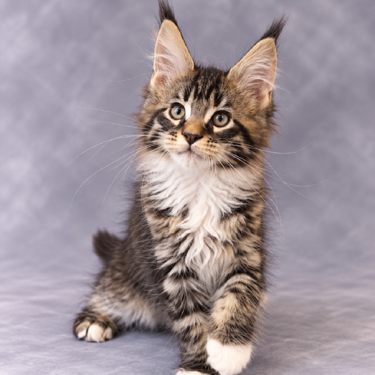 Bofled chaton Maine Coon Mâle Brown blotched tabby et Blanc