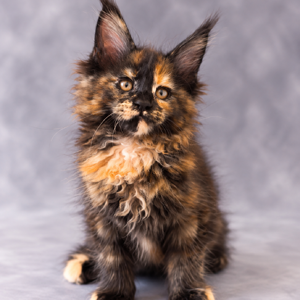 Bounty chaton Maine Coon Mâle black Tortie 