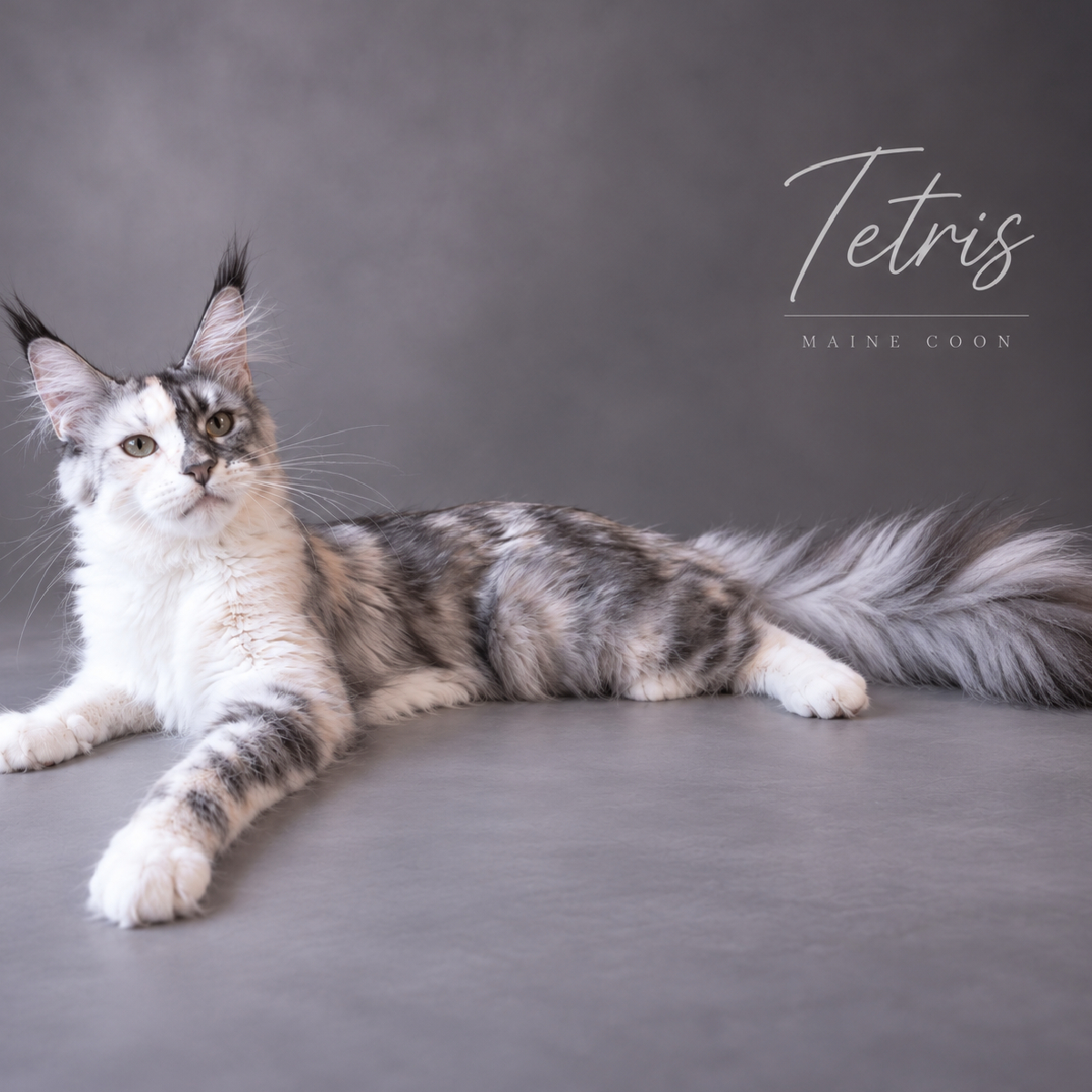 Portrait de Tetris, femelle Maine Coon bleu tortie smoke et blanc à la chatterie Ogador
