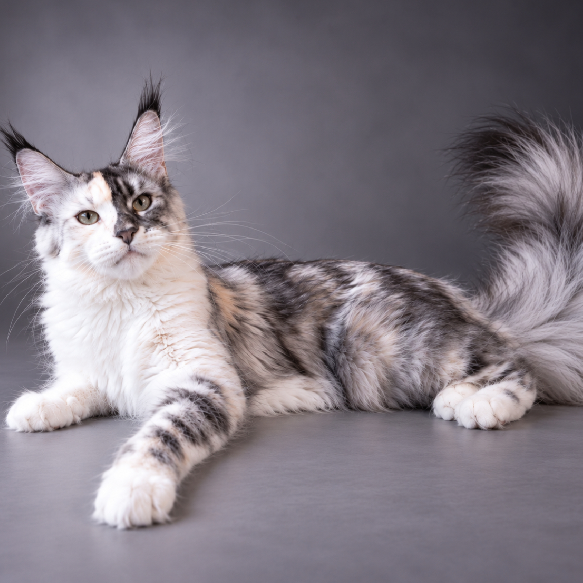 Tetrisà 4 ans, Maine Coon femelle bleu tortie smoke et blanc, Ogador