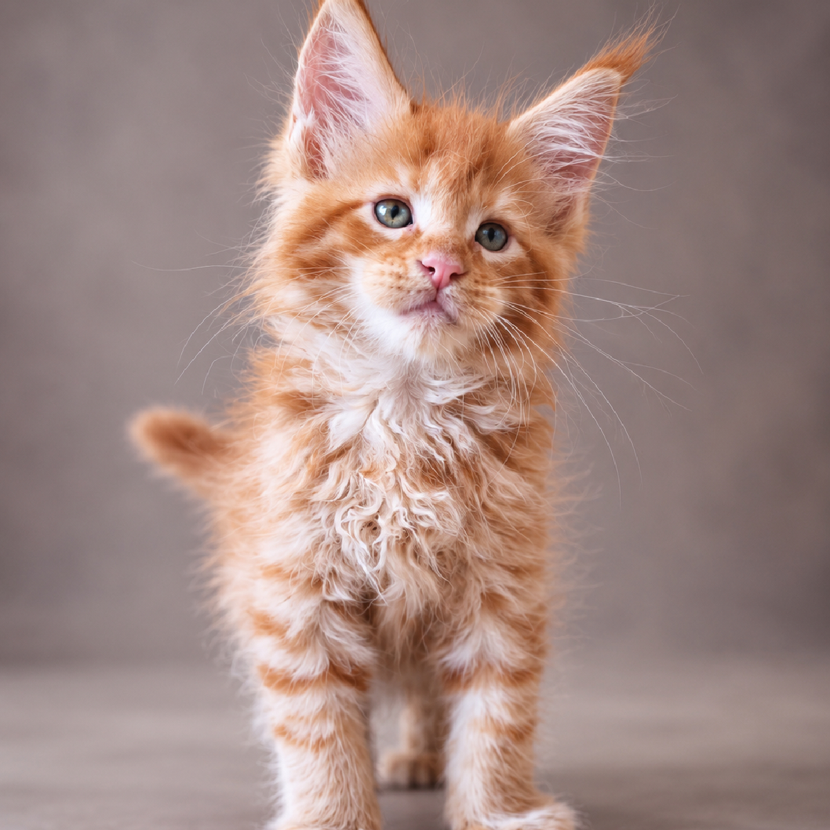 Chaton Maine Coon mâle roux à 1mois