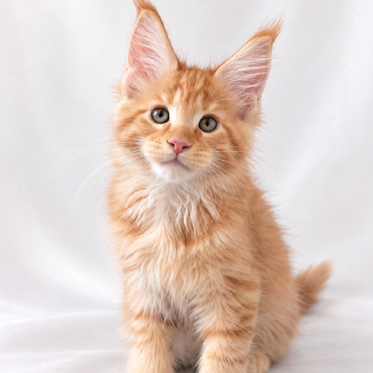 Maine Coon roux mâle Bruce à deux mois