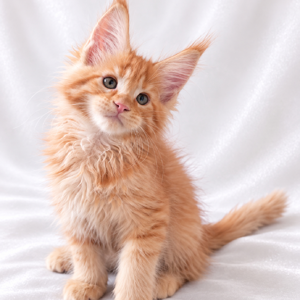 Petit mâle Maine Coon roux de 2 mois Chatterie Ogador